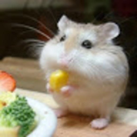 Meet your Posher, Maximillian - Picture 1 of 1